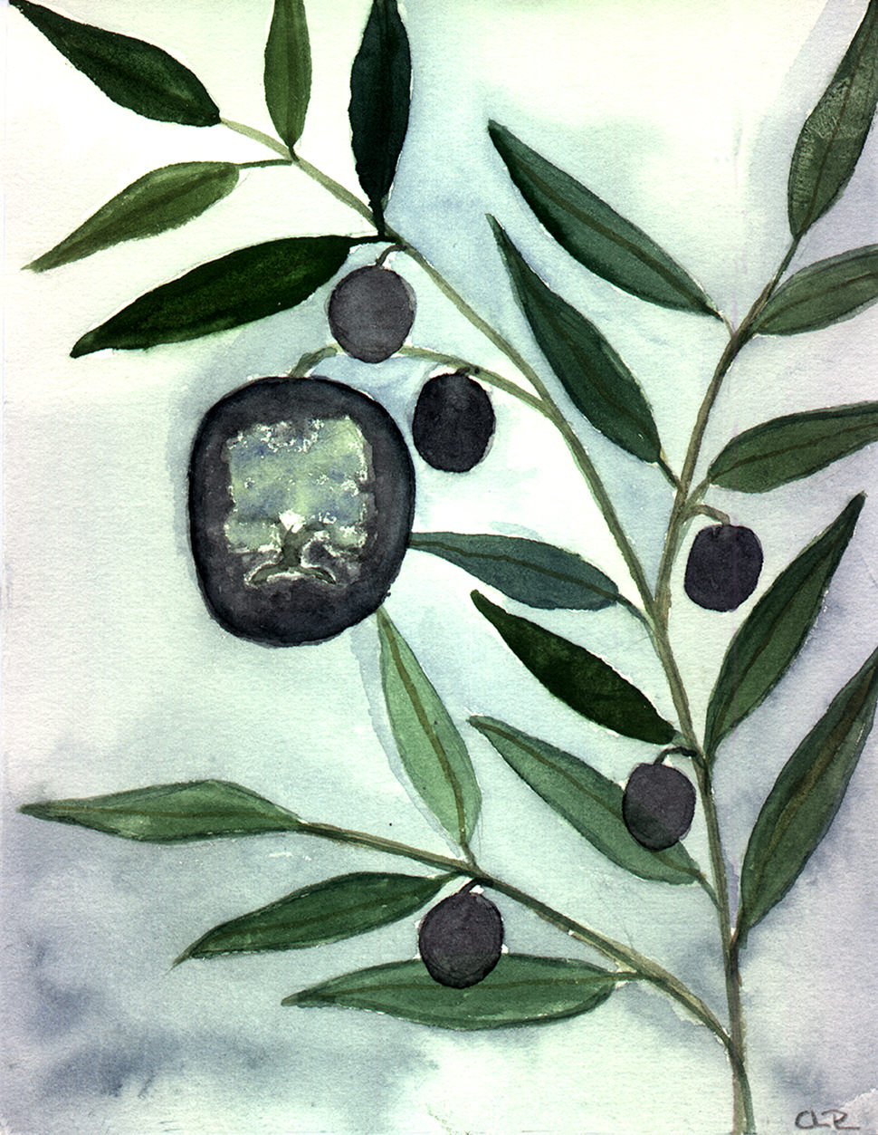Olivo 3